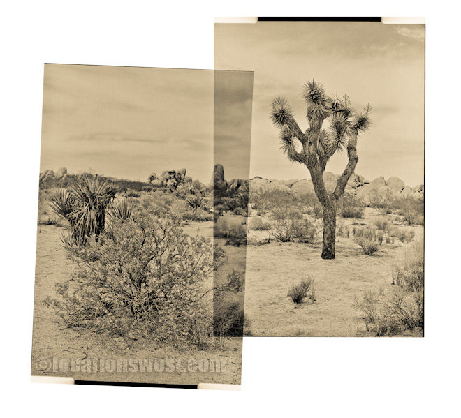 joshua trees