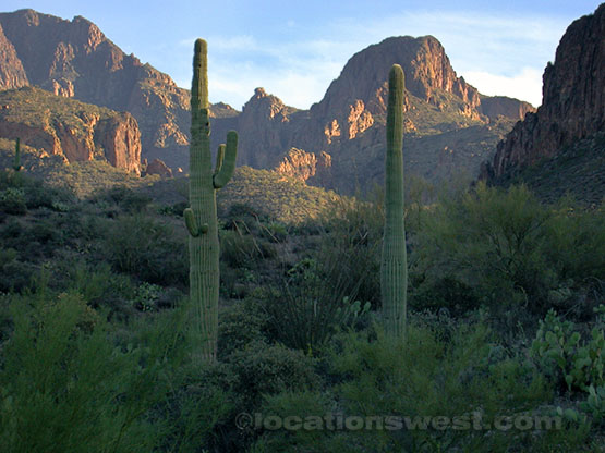 saguaros and tofa mountains