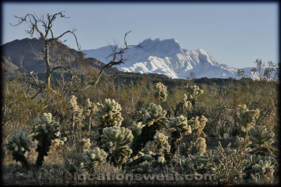 cactus and snow covered mountains