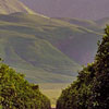 citrus grove