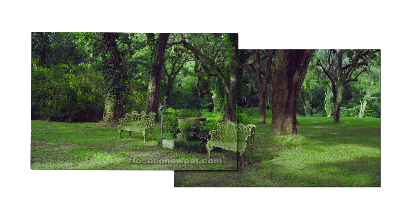 ferns amid oaks