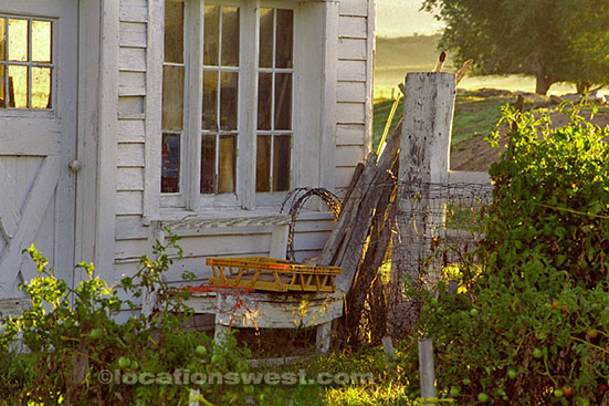 shed and garden