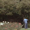 link to picture of copenhagen arboretum