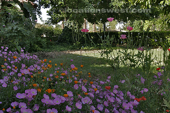 front garden