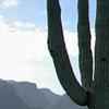 sonoran desert