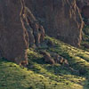 sonoran desert