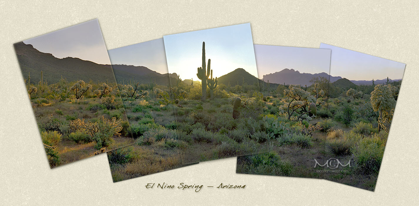 sonoran desert panorama
