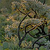 sonoran desert detail