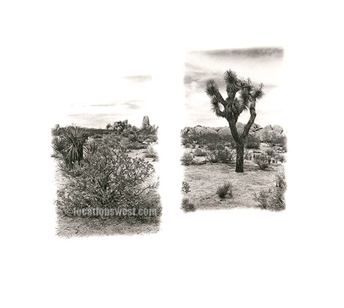 joshua tree
