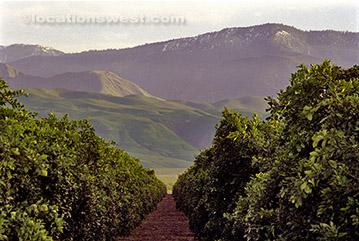 citrus grove
