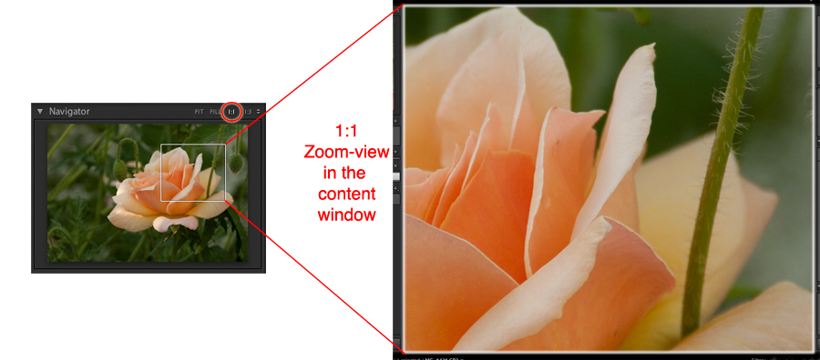 image number 40 as seen in the lightroom navigator and content window