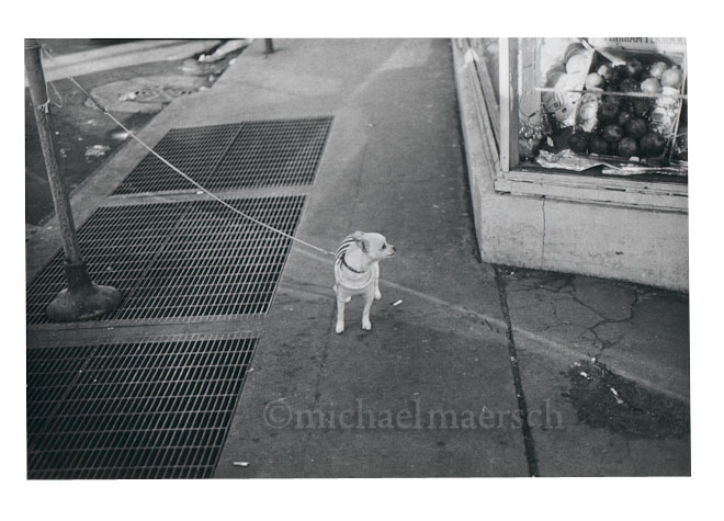 chihuahua by michael maersch