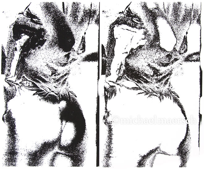 deux dues by michael maersch