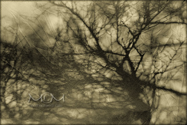 mesquite shadow by michael maersch